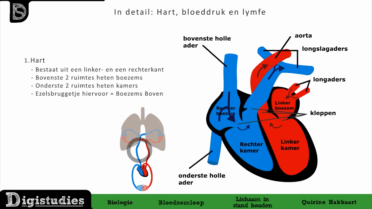 Digistudies - 29. Bloedsomloop 4 - Het Hart, Bloeddruk En Lymfe