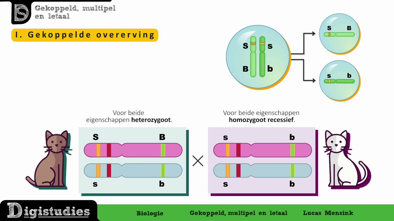 Digistudies 8 Gekoppelde Overerving En Multipele Allelen