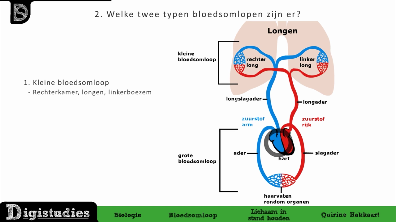 Digistudies - 27. Bloedsomloop 2 - Kleine/grote bloedsomloop