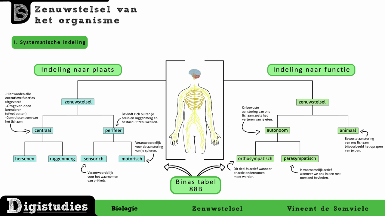 Zenuwstelsel Anatomie En Functie Juf Danielle